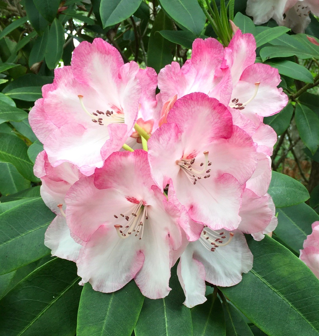 'Point Defiance'